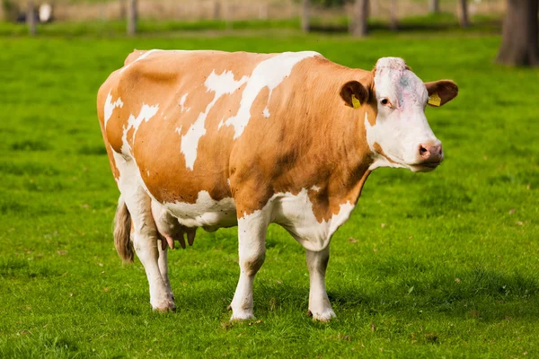 ფერმის კადრი 1